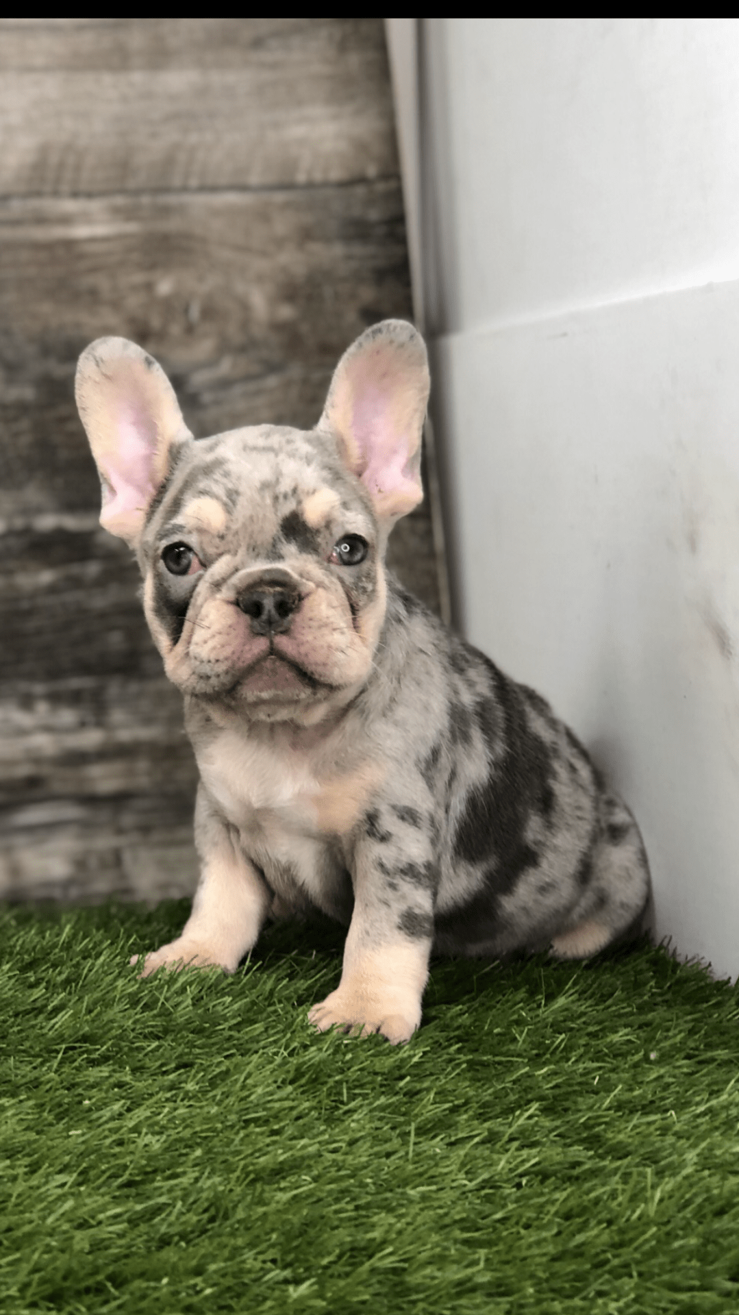 French Bulldog Archives | Pigeon River Pups